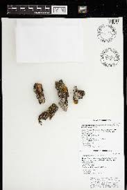 Attēlu rezultāti vaicājumam “Physconia detersa”