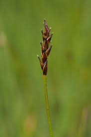 Attēlu rezultāti vaicājumam “Carex dioica male flower”
