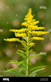 Attēlu rezultāti vaicājumam “Solidago canadensis flower”