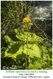 Attēlu rezultāti vaicājumam “Telekia speciosa”