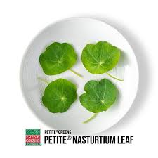 Attēlu rezultāti vaicājumam “Microrrhinum minus leaf”