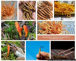 Attēlu rezultāti vaicājumam “Cordyceps”