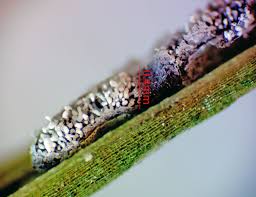 Attēlu rezultāti vaicājumam “Lycogala fuscoolearium macro”