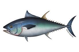Image result for Thunnus atlanticus