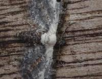 Attēlu rezultāti vaicājumam “Eupithecia succenturiata”