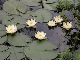 Attēlu rezultāti vaicājumam “Nymphaea candida leaf”