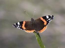 Attēlu rezultāti vaicājumam “Vanessa atalanta”