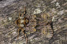 Attēlu rezultāti vaicājumam “Craniophora ligustri”