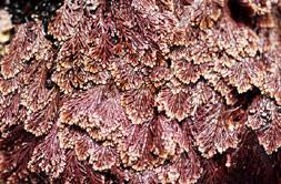 Attēlu rezultāti vaicājumam “Rhodophyta”