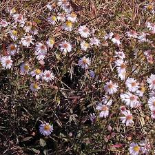 Attēlu rezultāti vaicājumam “Diderma rufostriatum young”