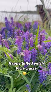 Attēlu rezultāti vaicājumam “Vicia cracca bud”