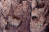 Attēlu rezultāti vaicājumam “Gloiodon strigosus”