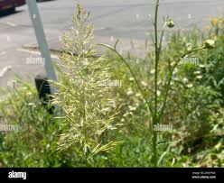 Attēlu rezultāti vaicājumam “Trisetum flavescens flower”
