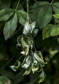 Attēlu rezultāti vaicājumam “Laburnum anagyroides leaf”