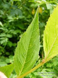 Attēlu rezultāti vaicājumam “Campanula latifolia fruit”
