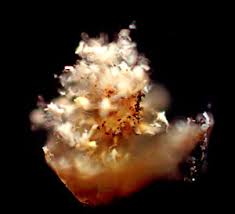 Attēlu rezultāti vaicājumam “Craterium aureonucleatum”