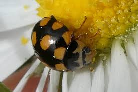 Attēlu rezultāti vaicājumam “Coccinula quatuordecimpustulata”