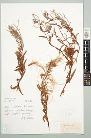 Attēlu rezultāti vaicājumam “Epilobium montanum”