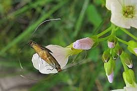 Attēlu rezultāti vaicājumam “Cauchas rufimitrella”