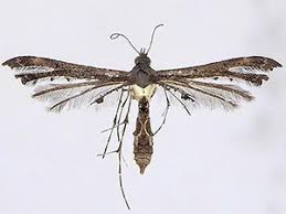 Attēlu rezultāti vaicājumam “Platyptilia tesseradactyla”