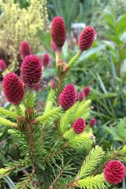 Attēlu rezultāti vaicājumam “Picea”