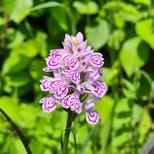 Attēlu rezultāti vaicājumam “Dactylorhiza maculata leaf”