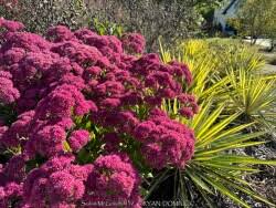 Attēlu rezultāti vaicājumam “Sedum pallidum bud”