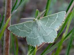 Attēlu rezultāti vaicājumam “Thalera fimbrialis”