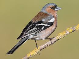 Attēlu rezultāti vaicājumam “Fringilla coelebs juvenile”