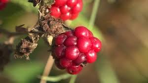 Attēlu rezultāti vaicājumam “Rubus saxatilis fruit”