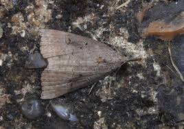 Attēlu rezultāti vaicājumam “Hypena rostralis”