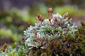 Attēlu rezultāti vaicājumam “Bryum”