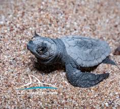 Image result for Caretta caretta