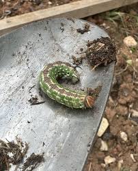 Attēlu rezultāti vaicājumam “Sphinx pinastri larva”