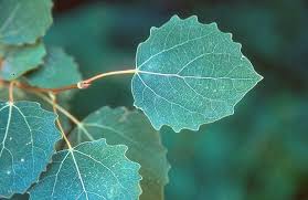 Attēlu rezultāti vaicājumam “Populus tremula”