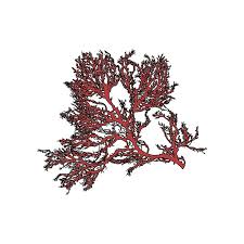 Attēlu rezultāti vaicājumam “Rhodophyta”