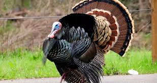 Attēlu rezultāti vaicājumam “Meleagris”