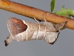 Attēlu rezultāti vaicājumam “Clostera curtula”