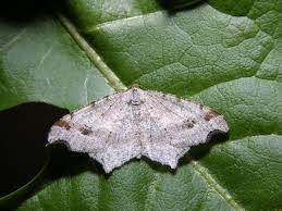 Attēlu rezultāti vaicājumam “Macaria alternata”