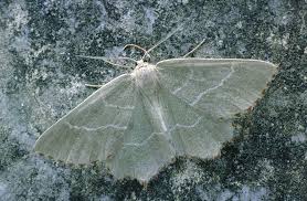 Attēlu rezultāti vaicājumam “Thalera fimbrialis”