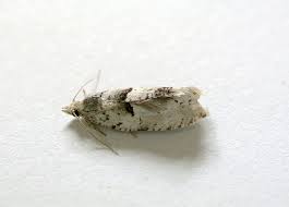 Attēlu rezultāti vaicājumam “Epinotia bilunana”