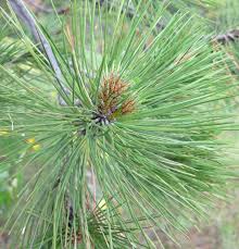 Attēlu rezultāti vaicājumam “Pinus ponderosa”
