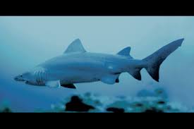 Image result for Odontaspis ferox