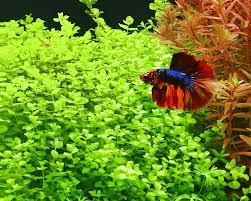 Image result for Lysimachia nummularia