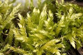 Attēlu rezultāti vaicājumam “Sciuro-hypnum curtum”