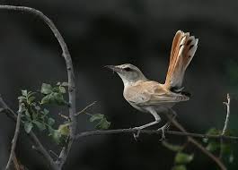 Image result for Cercotrichas galactotes