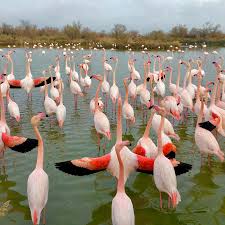 Image result for parque natural de camargue