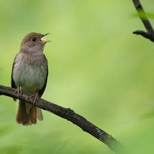 Image result for Luscinia luscinia