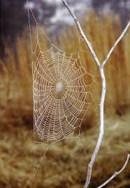 Image result for st andrews cross spider