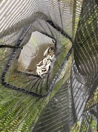 Image result for Plough Angling Society